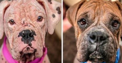 Tierheim richtet anonyme Übergabeoption ein und bekommt 2 „hässliche Hunde“, die sich vor Schmerzen winden