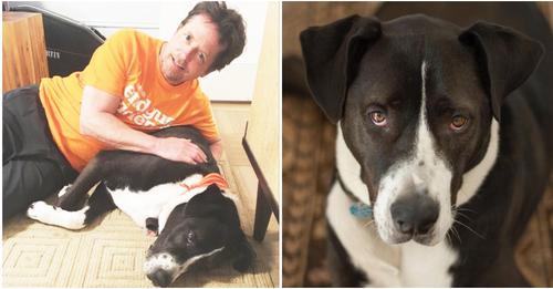 Michael J. Fox zollt seinem „Wunderhund“ Gus nach dessen Tod Tribut: „Ein großartiger Hund und ein treuer Freund“