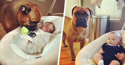 Hund wird Ersatz-Papa für „sein“ Baby – und kümmert sich rührend um ihn