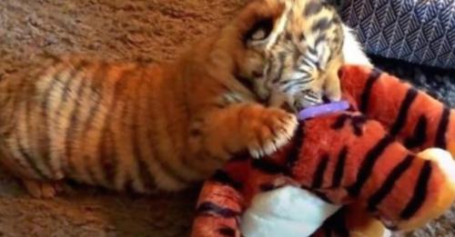 Misshandeltes Tigerjunges am Rande des Todes hält sich zum Trost an seinem Stofftier fest
