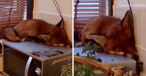 Eine Familie wacht auf und findet einen Fuchs, der auf ihrer Mikrowelle schläft