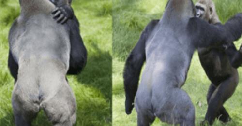 Rührender Moment der Wiedervereinigung zweier sich umarmender Gorillas, nachdem sie 3 Jahre lang voneinander getrennt waren