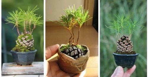 Miniatur-Tannenbäume: ein Tannenzapfen für eine niedliche Dekoration