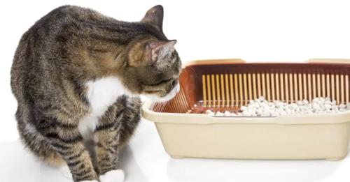 Warum vergraben Katzen ihren Kot