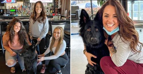 Barkeeperin erkennt vermissten Hund in Bar – entscheidender Hinweis an die Polizei