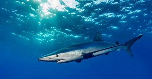 Hai verschreckt Badegäste in Bucht auf Mallorca