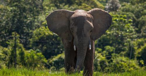 Elefant tötet 70 Jährige – und taucht dann bei der Beerdigung auf, um noch einmal nachzutreten