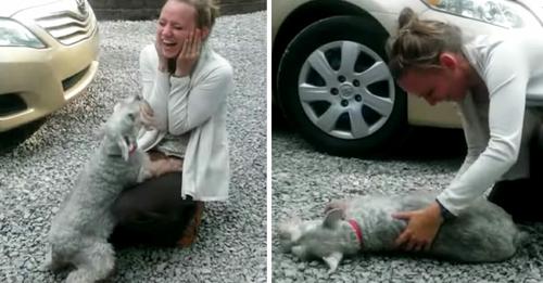 Hund ist so aufgeregt, seine Besitzerin wiederzusehen, dass er ohnmächtig wird – waren zwei Jahre lang getrennt