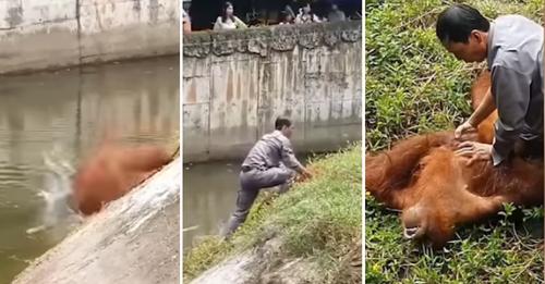 Zoowärter rettet Orang-Utan das Leben – war ins Wasser gefallen, nachdem er versucht hatte, Futter eines Besuchers zu greifen