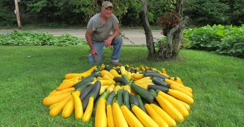 Mann verwandelt Verkehrsinsel in einen Garten, in dem er 3.000 Kilo an Essen für Obdachlose pflanzt