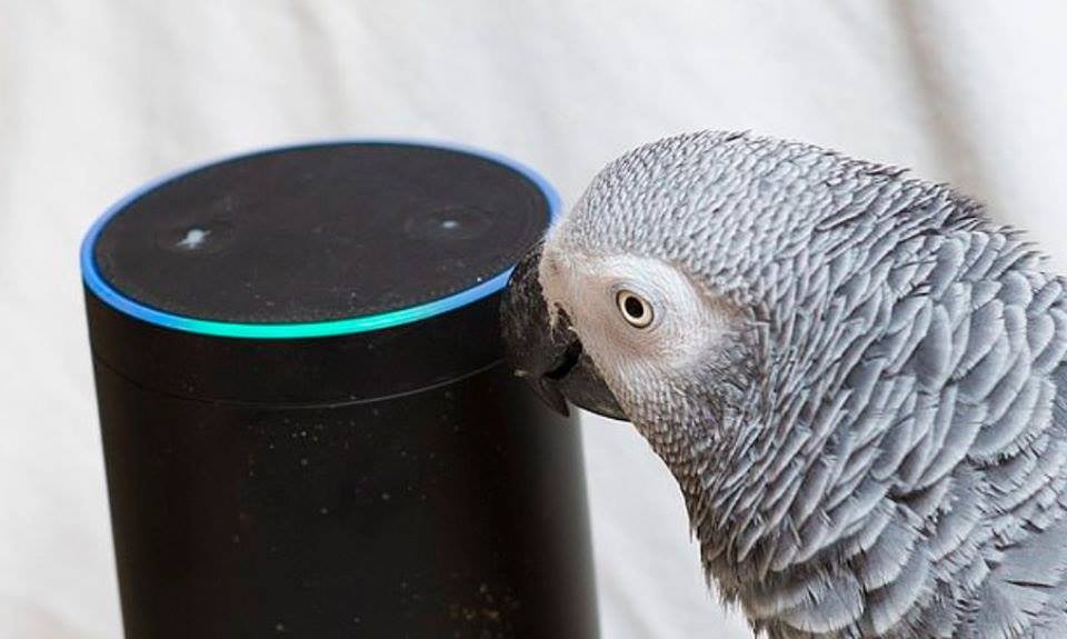 Frecher Papagei bestellt den ganzen Tag Sachen über Alexa