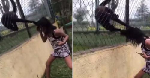 Video: Zoo-Affe attackiert Kind durch Gitter