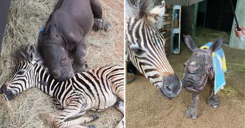 Verwaistes Nashornbaby und Zebra werden in Auffangstation beste Freunde