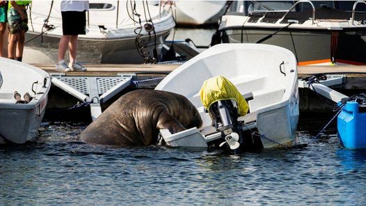 700-Kilo-Walross versenkt Boote beim Sonnenbaden
