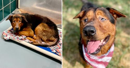 Hund aus Tierheim wird endlich adoptiert – eine Stunde, bevor er eingeschläfert werden sollte