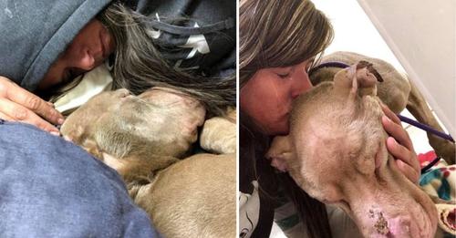 Hund in Tierheim hat nicht mehr lange zu leben, also verbringt Frau die letzten Stunden kuschelnd an seiner Seite