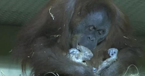 Orang-Utan wird bei der Geburt gefilmt, als sie merkt, dass sie beobachtet wird, kommt sie näher
