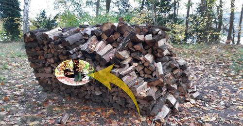 Holzstapel: Behörden-Irrsinn wegen fehlender Baugenehmigung