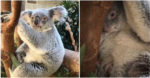Zoo in den USA heißt Koala-Baby auf der Welt willkommen – erster Nachwuchs seit 15 Jahren
