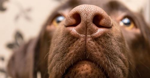 Studie: Hunde riechen, wenn Herrchen und Frauchen gestresst sind