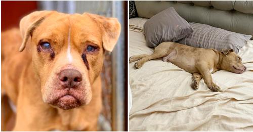 Misshandelter und blinder Hund hat zum ersten Mal im Leben ein richtiges Bett