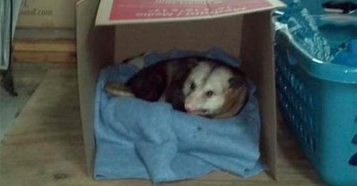 Ein warmes Zuhause für den Winter: Frau nimmt altes, schwaches Opossum in ihrer Garage auf