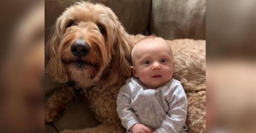 Goldendoodle sagt einem neugeborenen Baby immer wieder 'I love you'