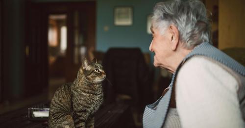 Katzen erkennen, wenn ihre Besitzer mit ihnen sprechen