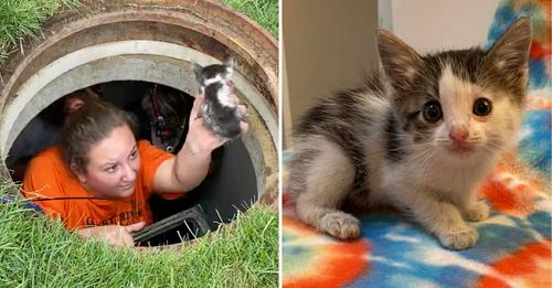 Kätzchen gerettet, das 40 Stunden lang in einem Abwasserkanal gefangen war – unglaubliche Rettungsaktion