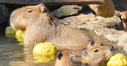 Tierisches Vergnügen: Japans Wasserschweine lieben im Winter heiße Bäder