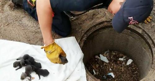 Feuerwehr rettet 8 Labrador Welpen aus dem Gully: Da wird ihnen klar, dass es sich keinesfalls um Hunde handelt