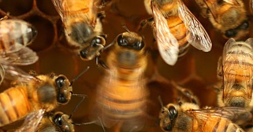 Berühmter Schwänzeltanz: Auch Bienen müssen in die Tanzschule