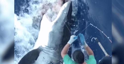 Gewaltiger Hai schnappt Anglern das Abendessen weg