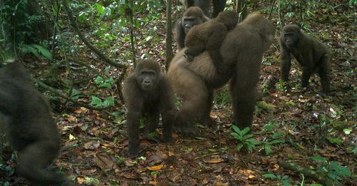 Sie galten einst schon als ausgestorben: Seltene Gorillas tappen mit Nachwuchs in Fotofalle