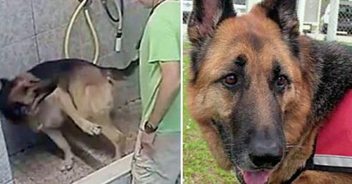 Versteckte Kamera offenbart, wie Hundefriseur einen Schäferhund grausam quält