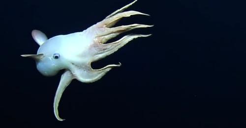Kleiner Star der Tiefsee: Forscher filmen Dumbo-Oktopus