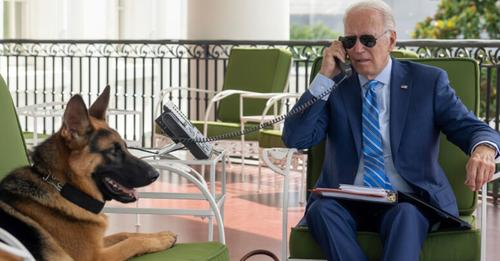 Elfter Vorfall: Hund von US Präsident Biden beißt erneut Secret Service Beamten