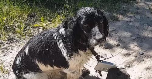 Frau findet zitternden Hund an einem Fluss, schaut näher hin und sieht, dass es ein 5kg schweres Gewicht um den Hals gebunden hat