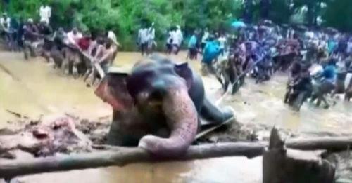 Sehen Sie, wie dieses indische Dorf zusammenarbeitet, um einen im Schlamm steckengebliebenen Elefanten zu retten.