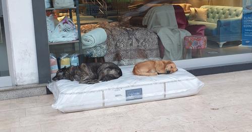 Möbelhaus legt Matratzen vor Laden, damit Straßenhunde ein Bett für die Nacht haben