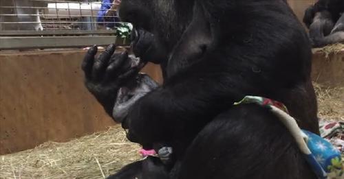 Berührend: Diese Gorillamutter küsst unaufhörlich ihr neugeborenes Baby!