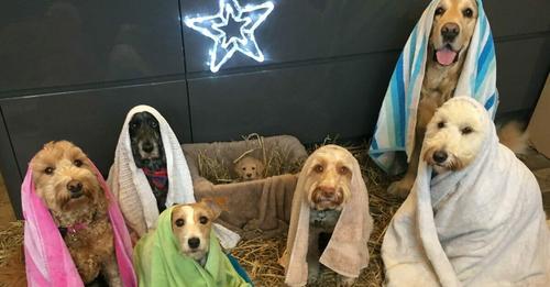 Hunde stellen sich für eines der süßesten Fotos der Geburt Jesu auf und posieren fast wie das Original