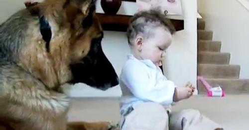 Baby nimmt Schäferhund das Leckerli weg und der Vater ist entsetzt über die Reaktion des Hundes