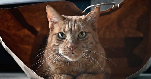 Warum Tierschützer Redewendungen wie 'Katze im Sack' diskriminierend finden