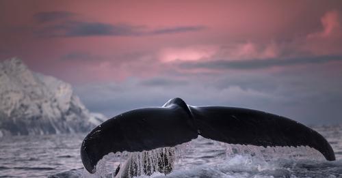 Norwegen erlaubt Tiefseebergbau! Greenpeace: 'Einzigartige Ökosysteme wären unwiederbringlich weg'
