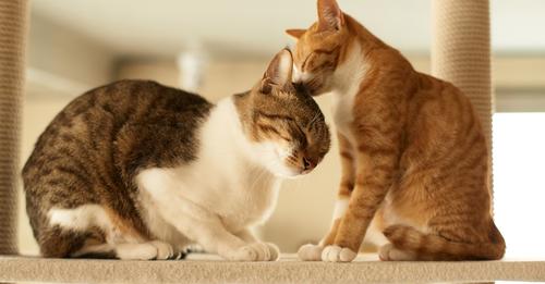 Sollte man Katzen grundsätzlich zu zweit halten?