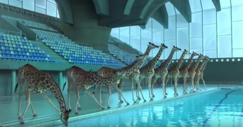 Als niemand in der Nähe war, begannen die Giraffen mit dem Turmspringen in einem Schwimmbad