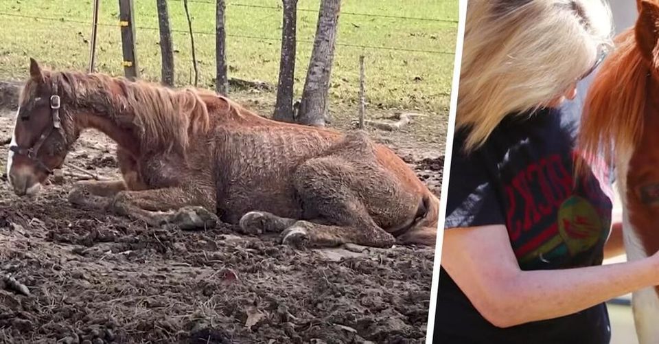 Abgemagertes Pferd will sich hinlegen und sterben – einen Monat später hat die Schönheit wieder ihren Lebensfunken entdeckt