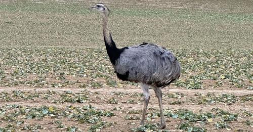 Aus Gehege ausgebüxt: Aggressiver Emu namens Nando in Thüringen erschossen