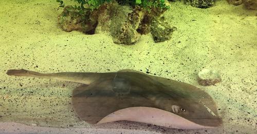 'Wir dachten, sie hat Krebs': Der einzige Stachelrochen in einem Aquarium ist schwanger – vermutlich von einem Hai
